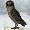 A silent flier swoops down and lands to say hello. Increases drive and speed by +.25 daily. A silent flier swoops down and lands to say hello. Increases drive and speed by +.25 daily.